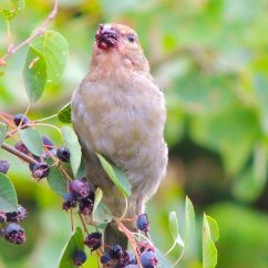 Wildlife at the Beothuk Interpretation Centre