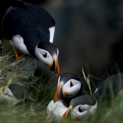 Photo credit: Alicia O'Leary